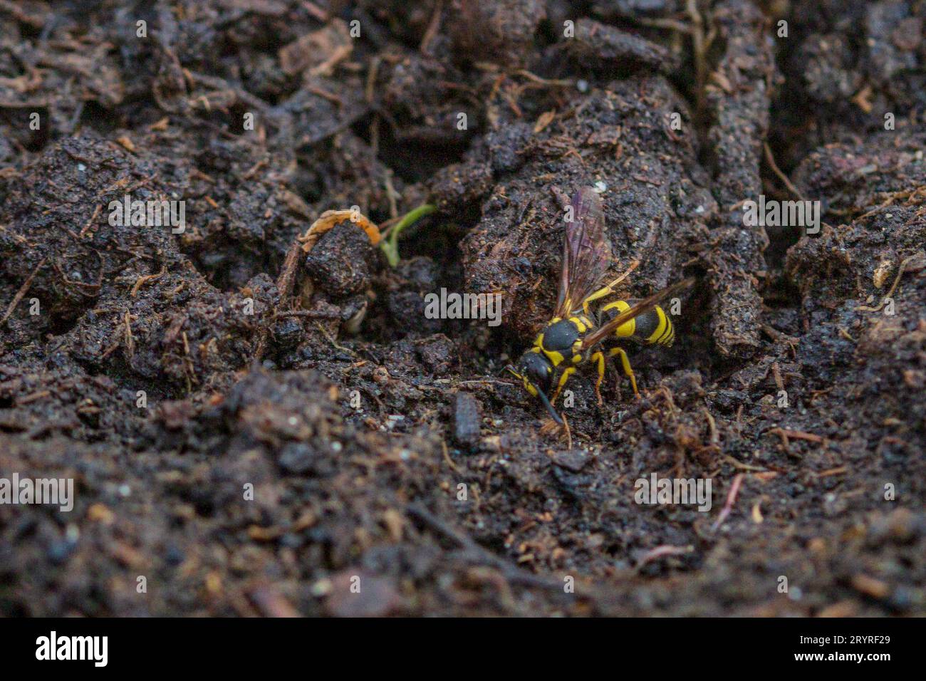 Ancistrocerus gazella, European Tube Wasp Stock Photo