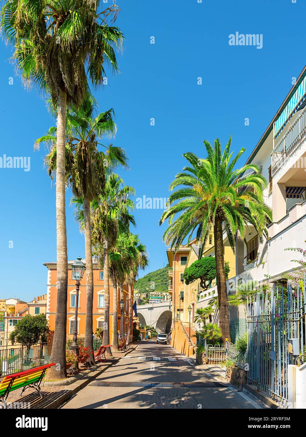Road with palm trees in the city of Bogliasco in southern Italy Stock Photo
