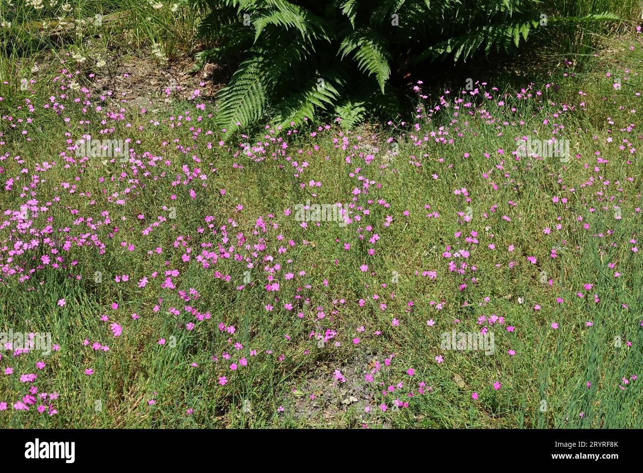 Dianthus deltoides, maiden pink Stock Photo