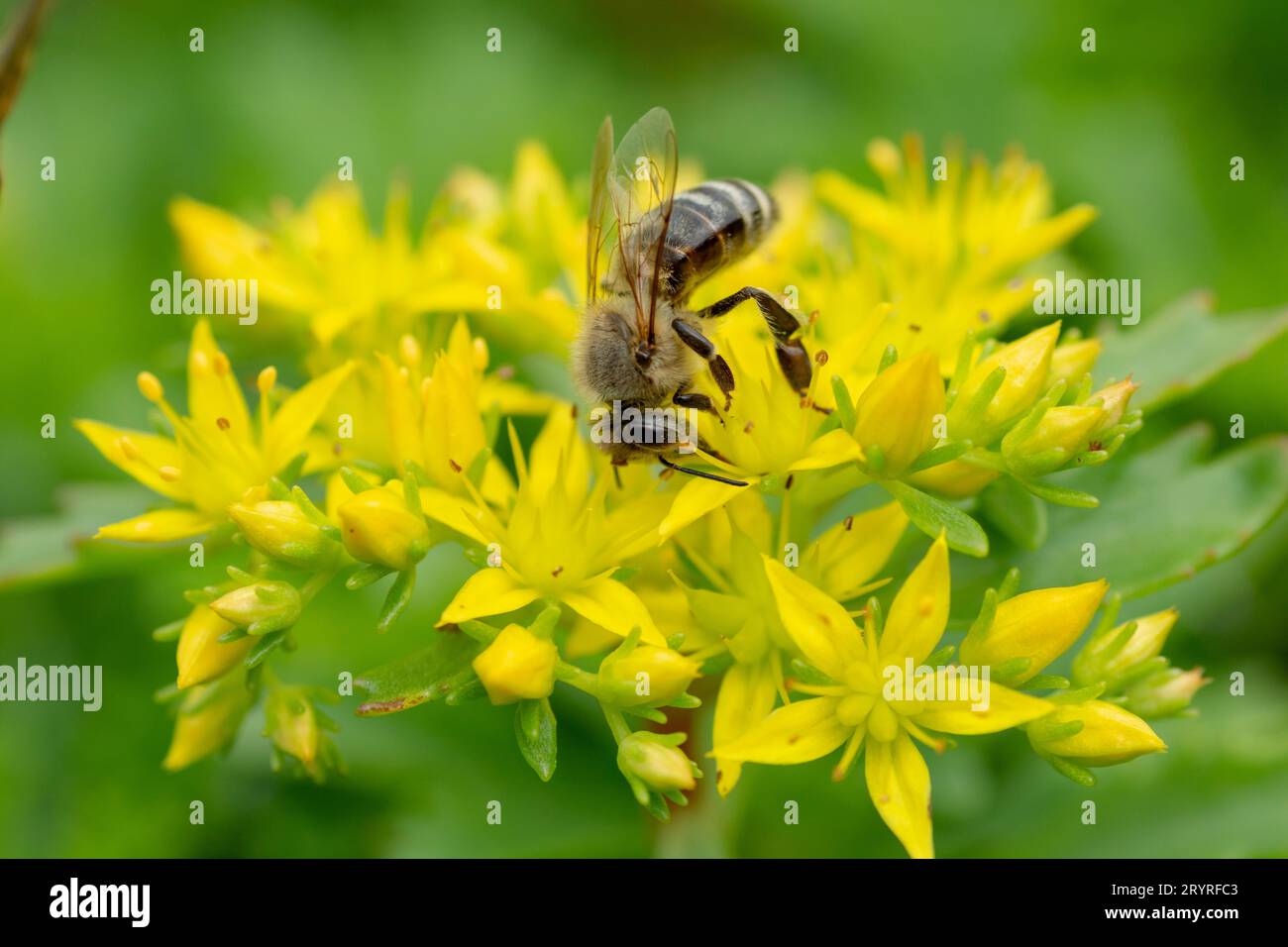Bee collecting nectar from a yellow Phedimus aizoon flower in the spring Stock Photo