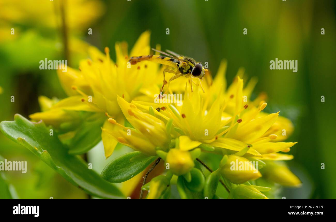 Hover fly or Syrphidae collecting nectar from a yellow Phedimus aizoon flower in the spring. Stock Photo