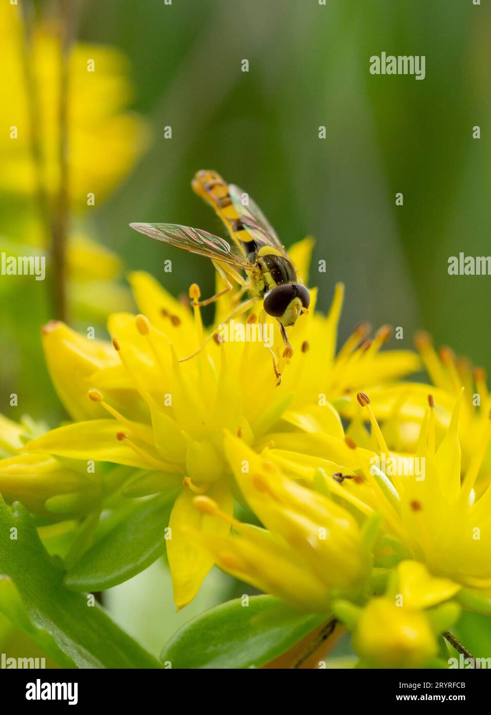 Hover fly or Syrphidae collecting nectar from a yellow Phedimus aizoon flower in the spring. Stock Photo