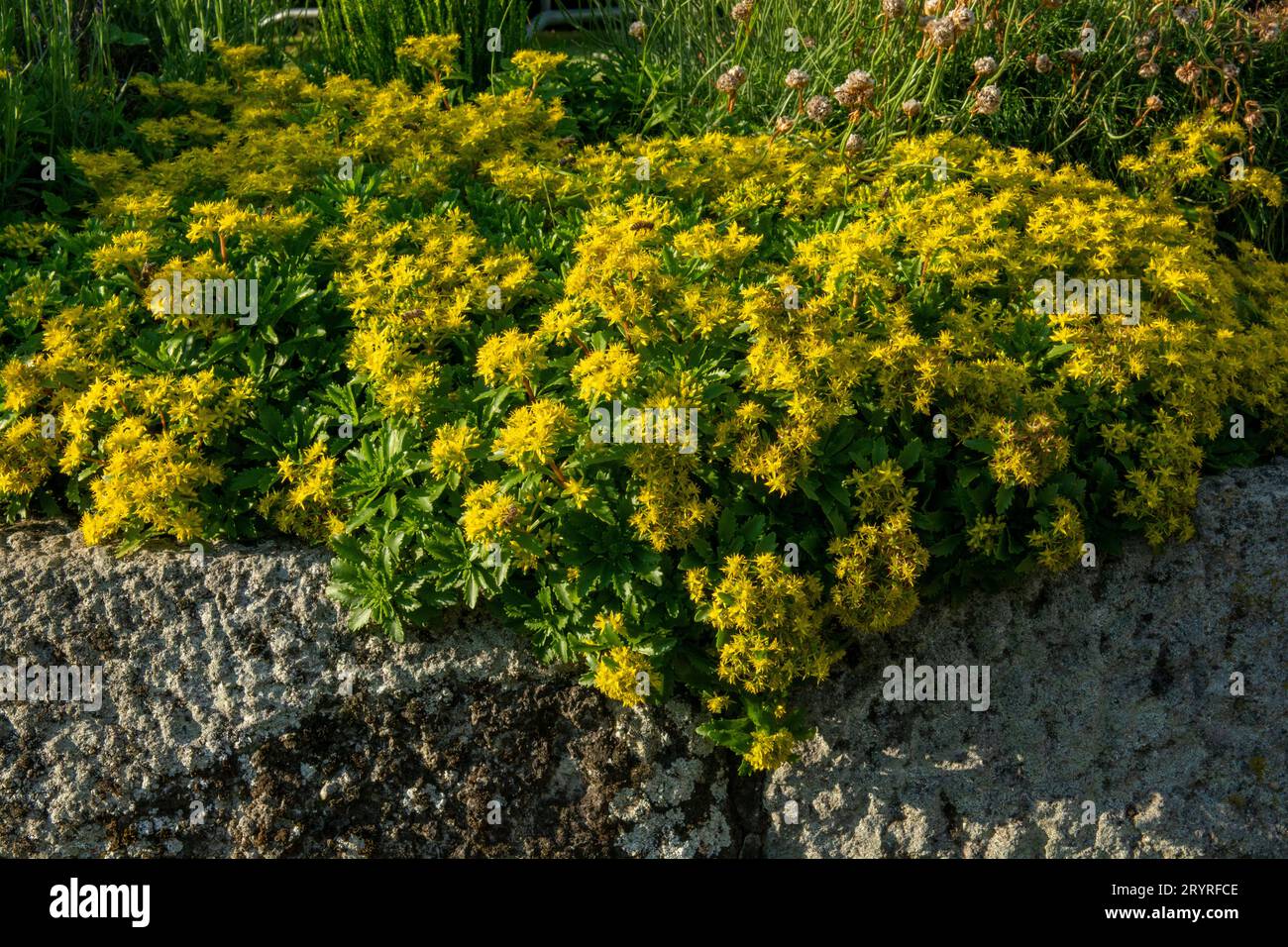 Yellow Phedimus aizoon flowers in the spring. Stock Photo