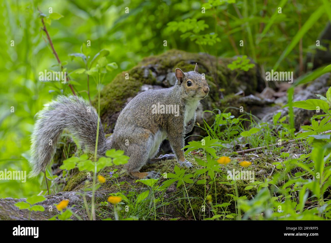 Eastern gray squirrel Stock Photo