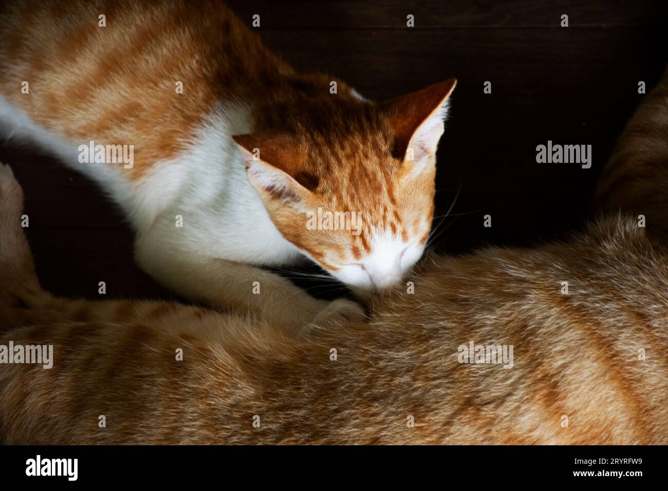 Domestic ginger cat mother breastfeeding baby kitten cats on wooden