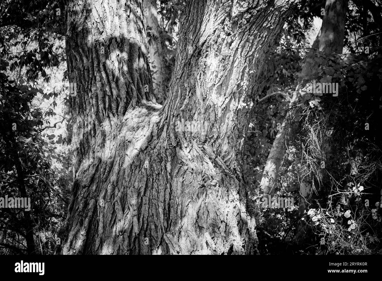 A tree trunk with bark Black and White Stock Photos & Images - Alamy