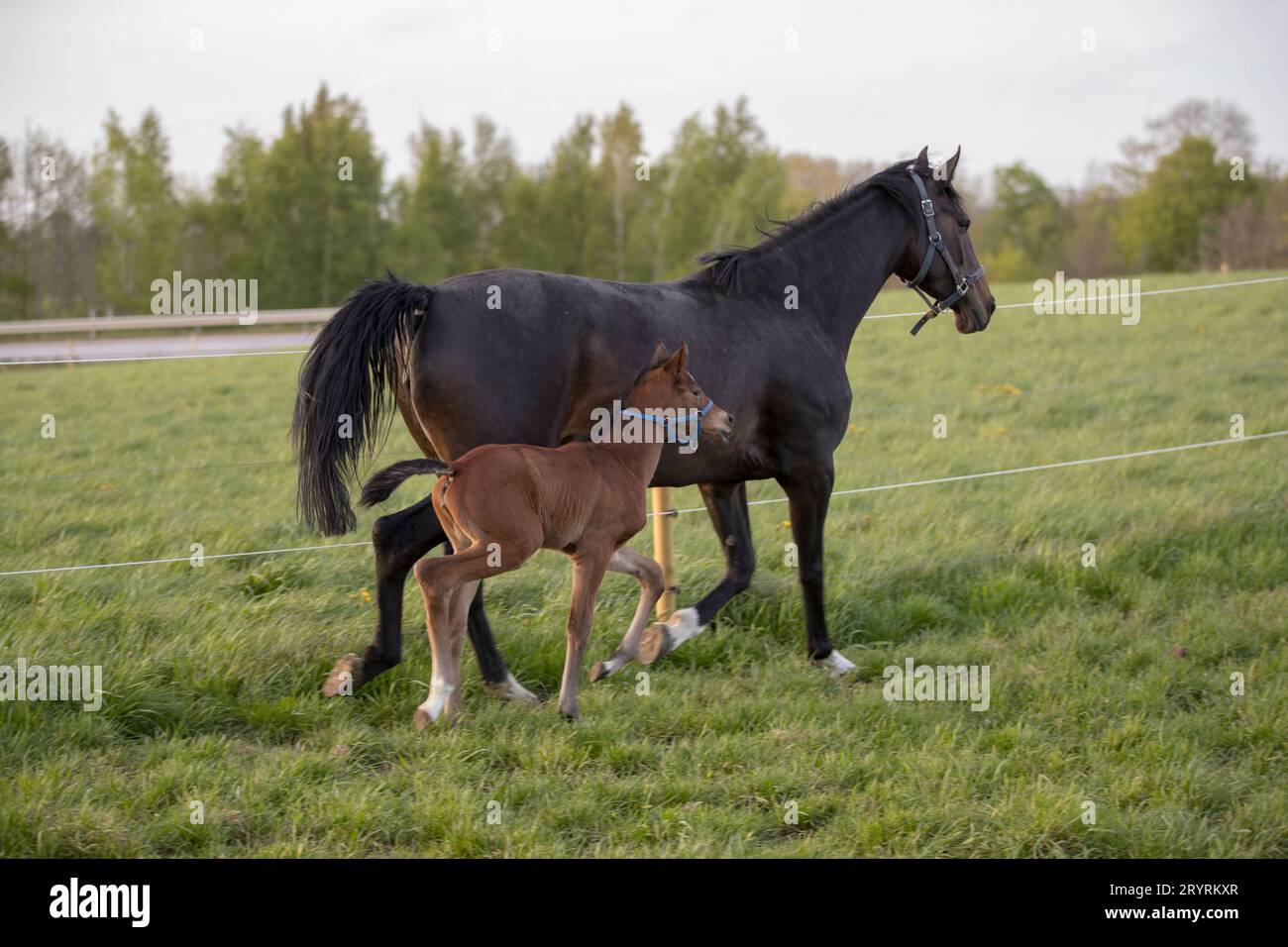A mother horse and her foal saunter through a lush, green meadow on a beautiful day Stock Photo