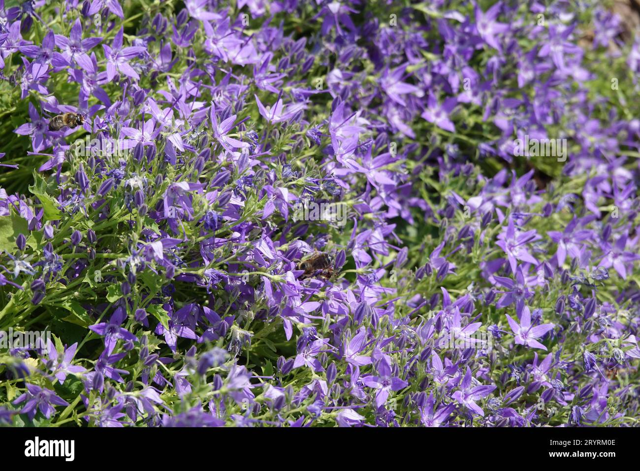 Campanula garganica, Adriatic bellflower Stock Photo