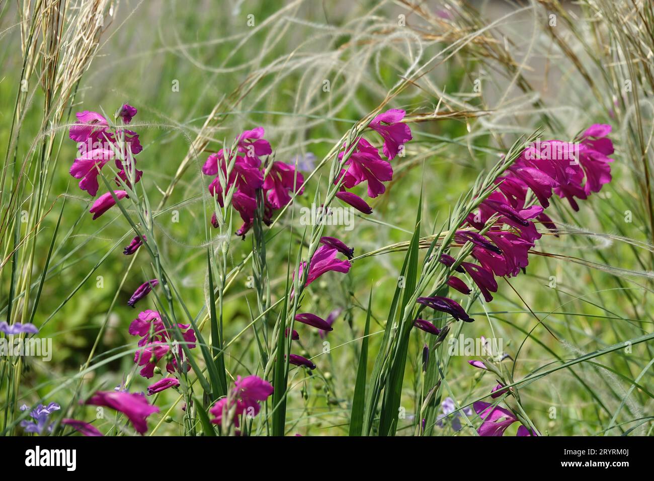 Gladiolus palustris, marsh gladiolus Stock Photo