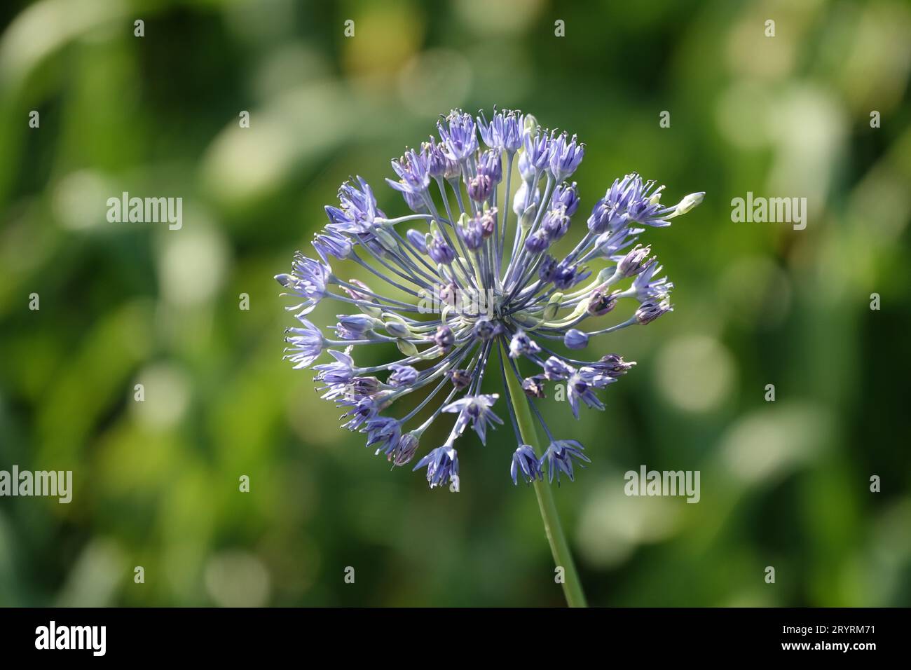Allium caeruleum, blue globe onion Stock Photo