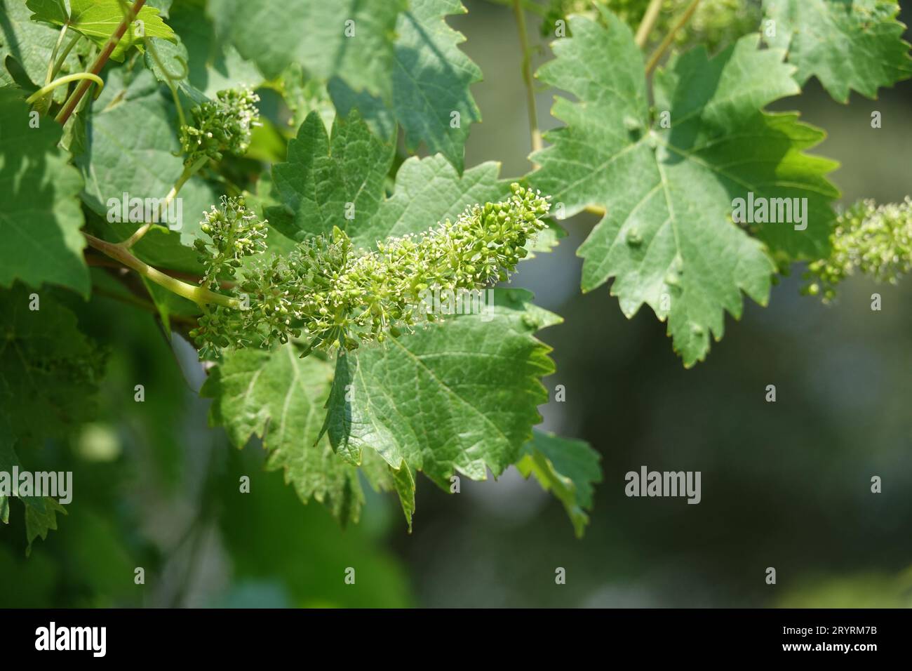 Vitis vinifera, grape vine Stock Photo