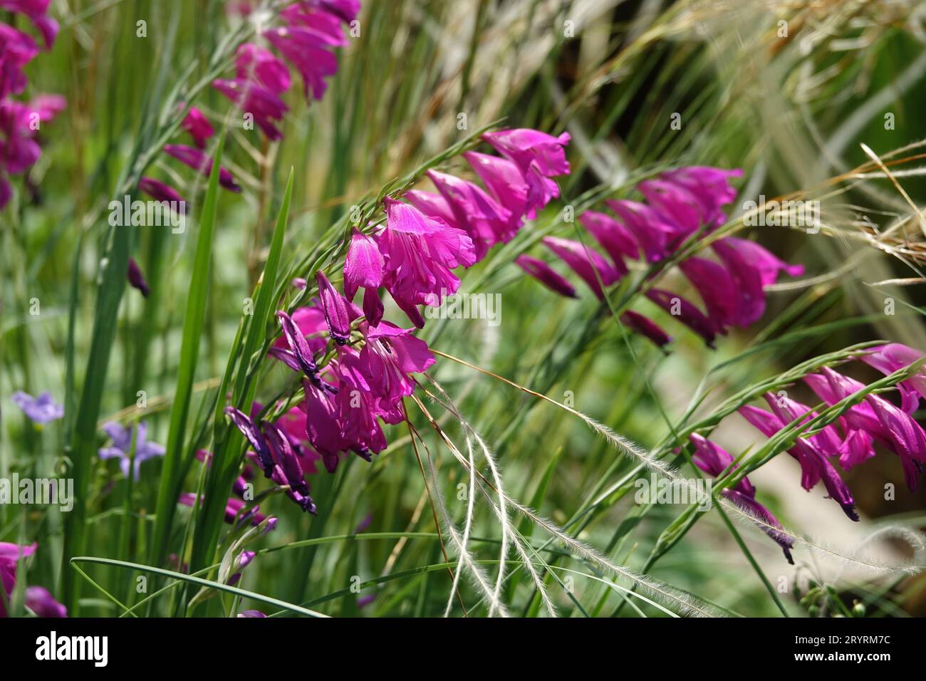 Gladiolus palustris, marsh gladiolus Stock Photo