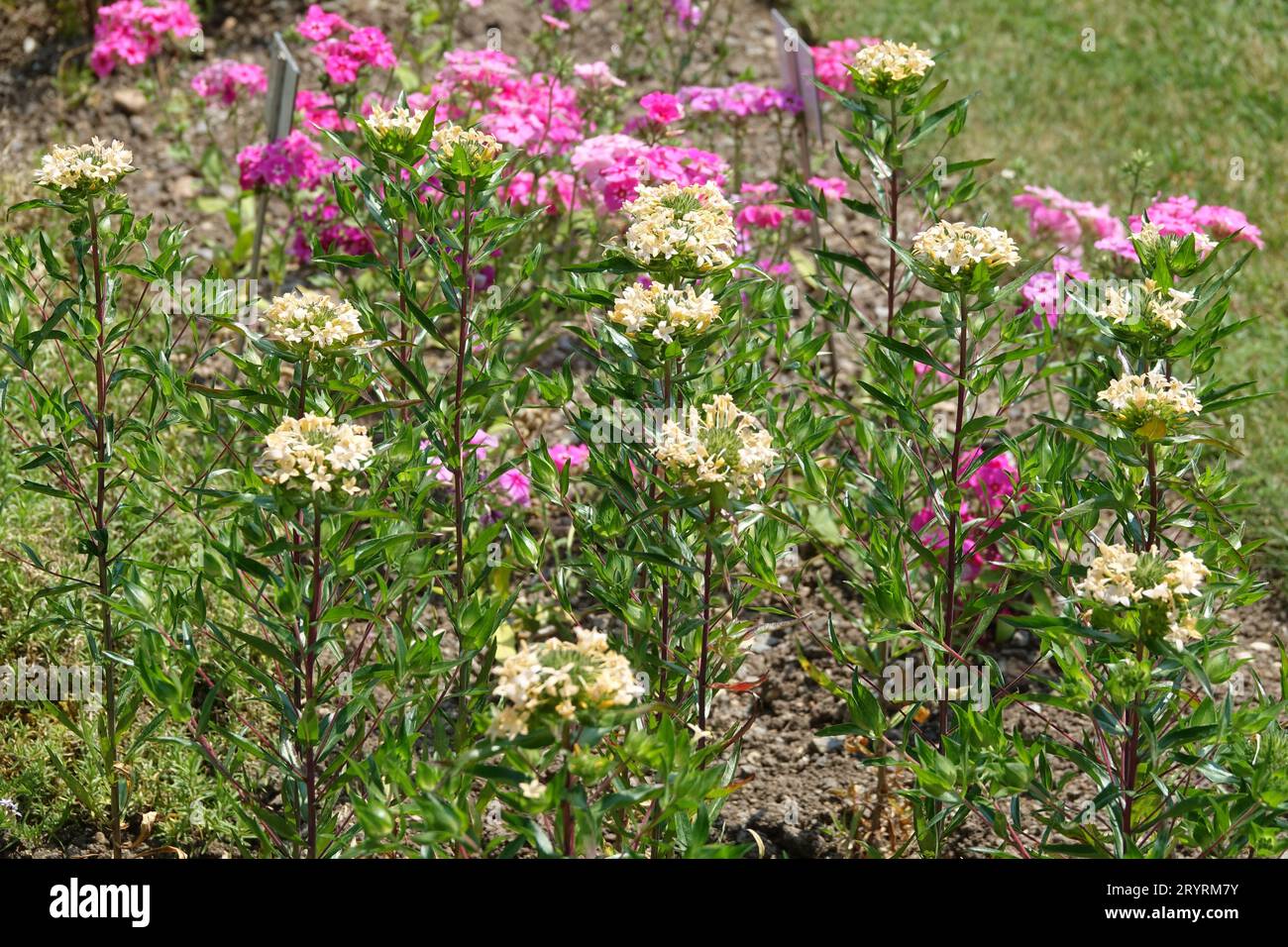 Collomia grandiflora, grand collomia Stock Photo