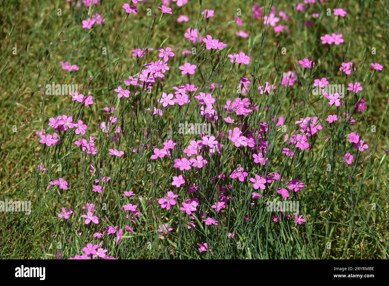 Dianthus deltoides, maiden pink Stock Photo