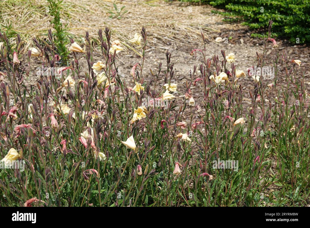 Oenothera odorata, smelling evening primrose Stock Photo