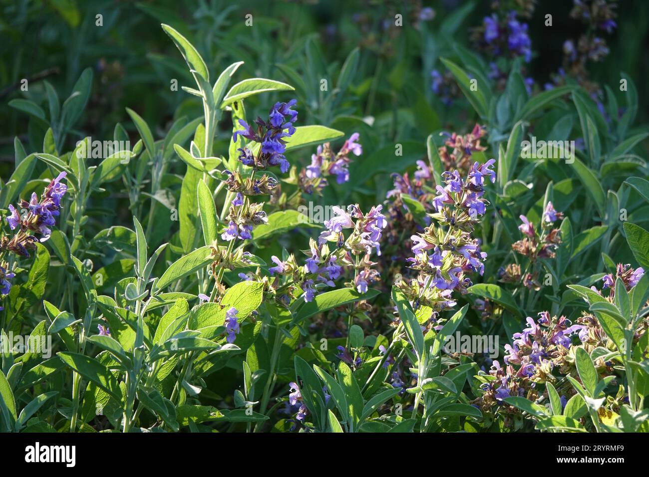 Salvia officinalis, sage Stock Photo