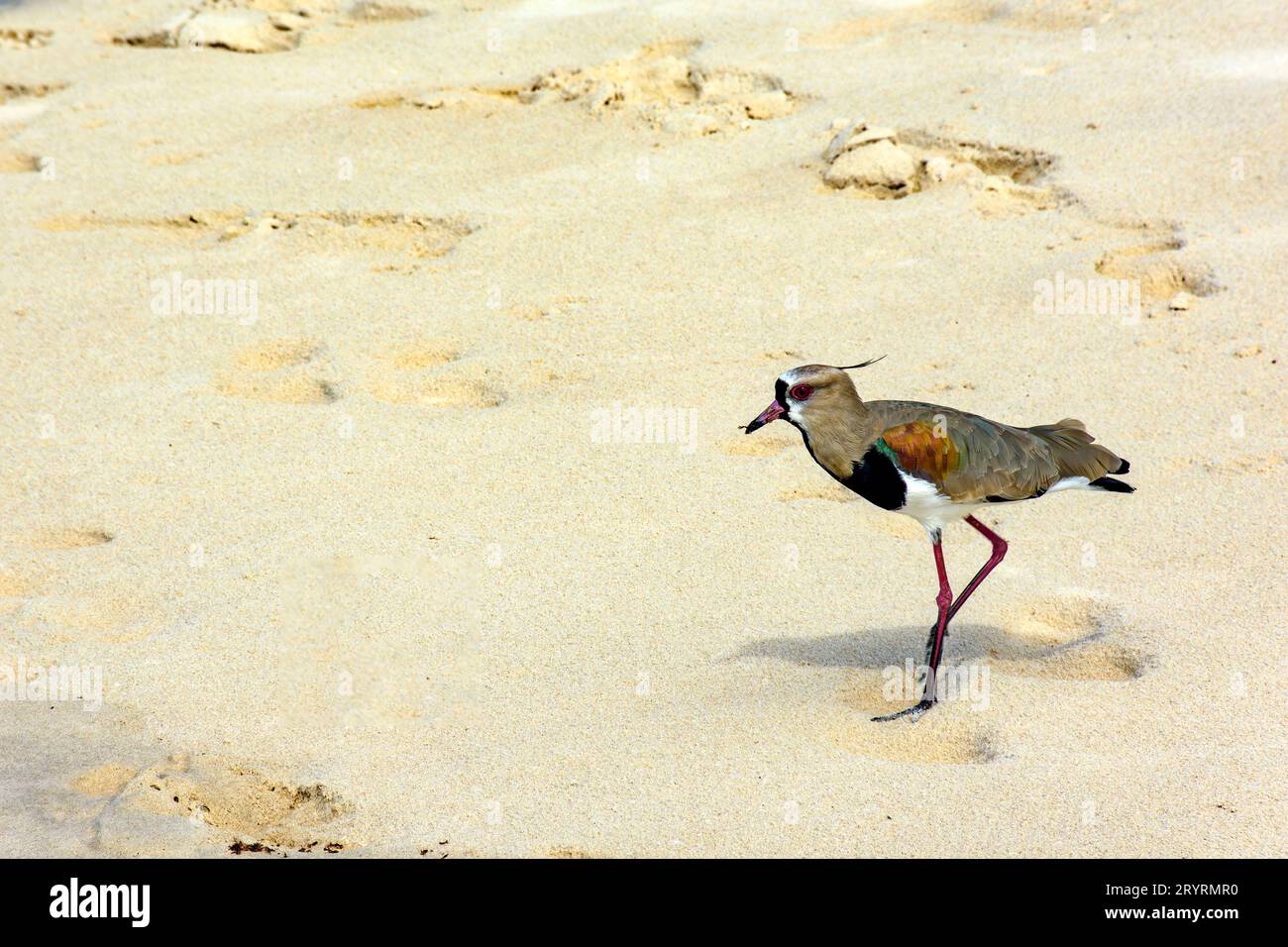 Beautiful Southern Lapwing walking on the beach sand Stock Photo