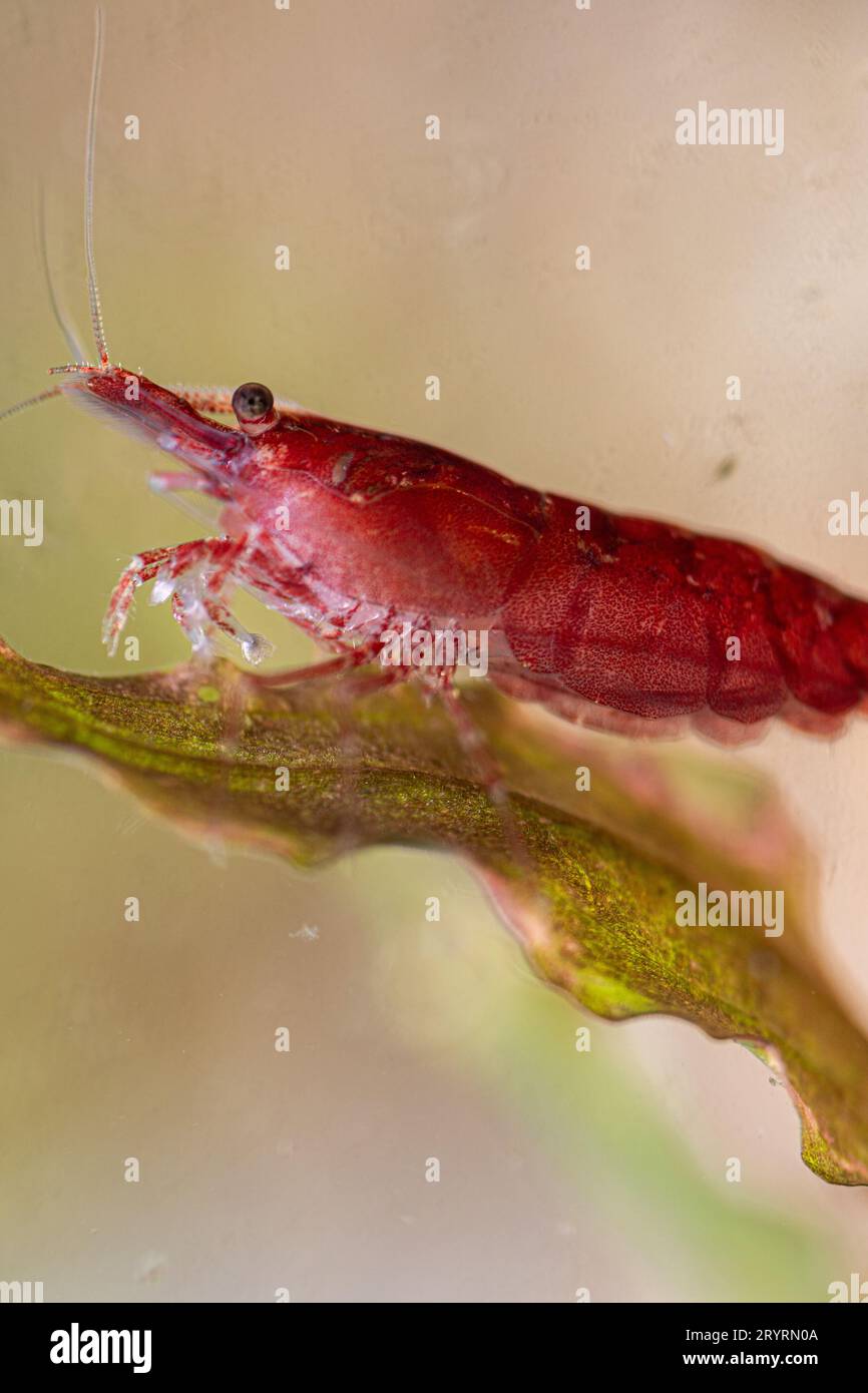 Macro photo of a cherry shrimp eating on a leaf Stock Photo