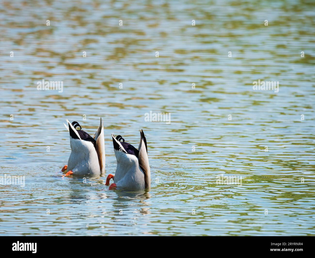 Pair of Mallards with heads under water Stock Photo