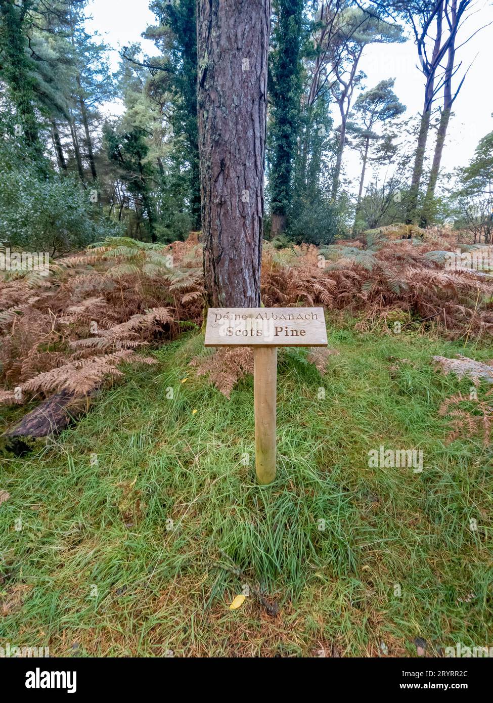 Scots pine and sign explaining it irish and english including translation. Stock Photo