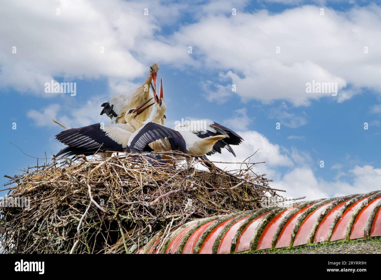 Close up of large nest of branches and grass on farm roof with adult and immature begging storks, Ciconia ciconia, with deep red beaks against blue sk Stock Photo