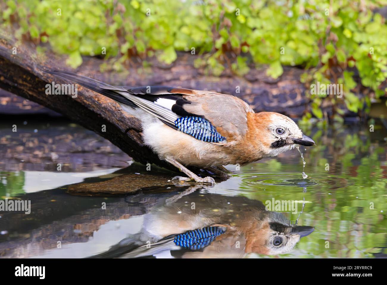Close up of a water drinking jay, Garrulus glandarius, standing bent over on a branch in the water with water running out of the beak with nice reflec Stock Photo