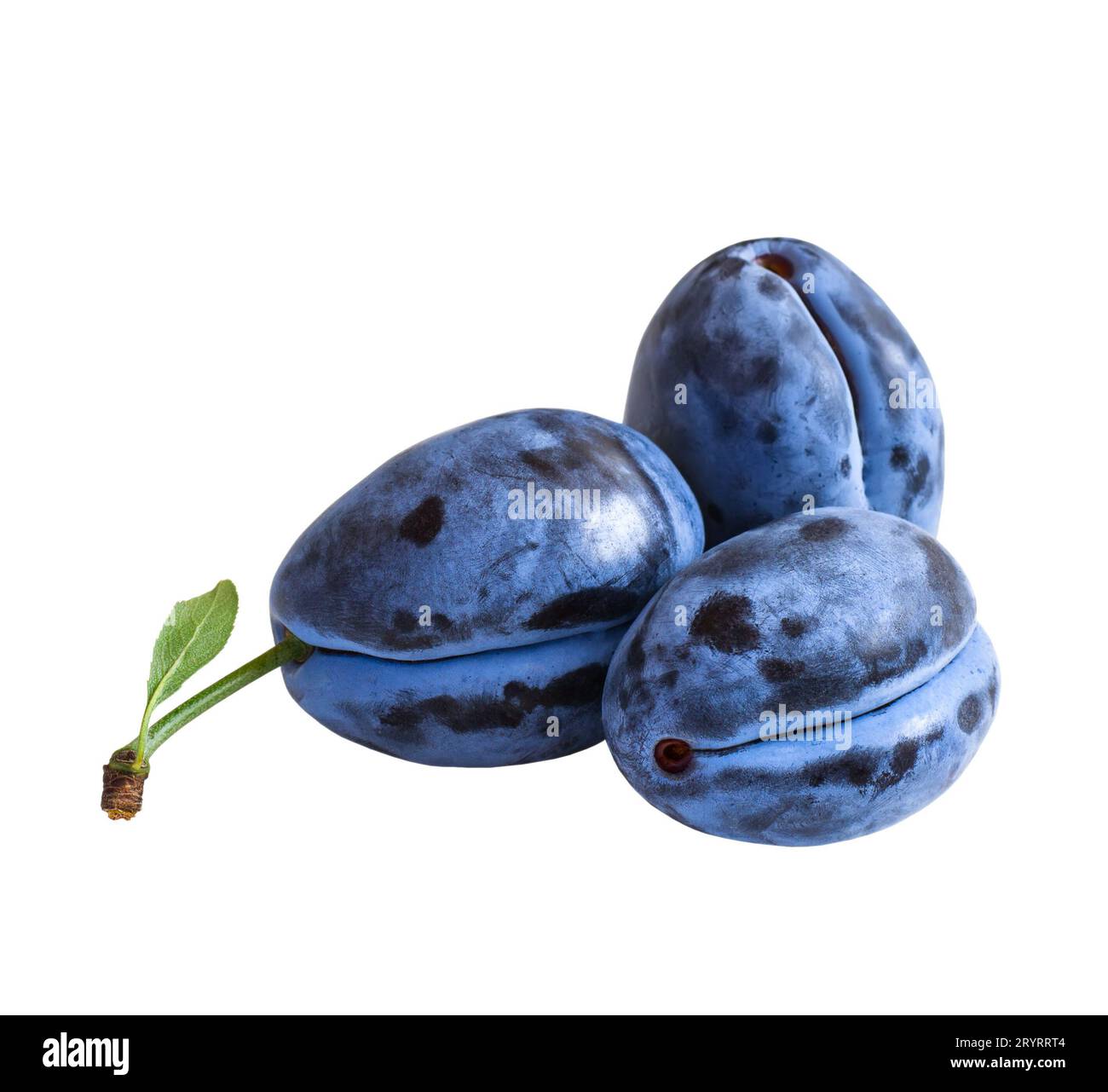 Three dark blue plums  isolated on white background Stock Photo