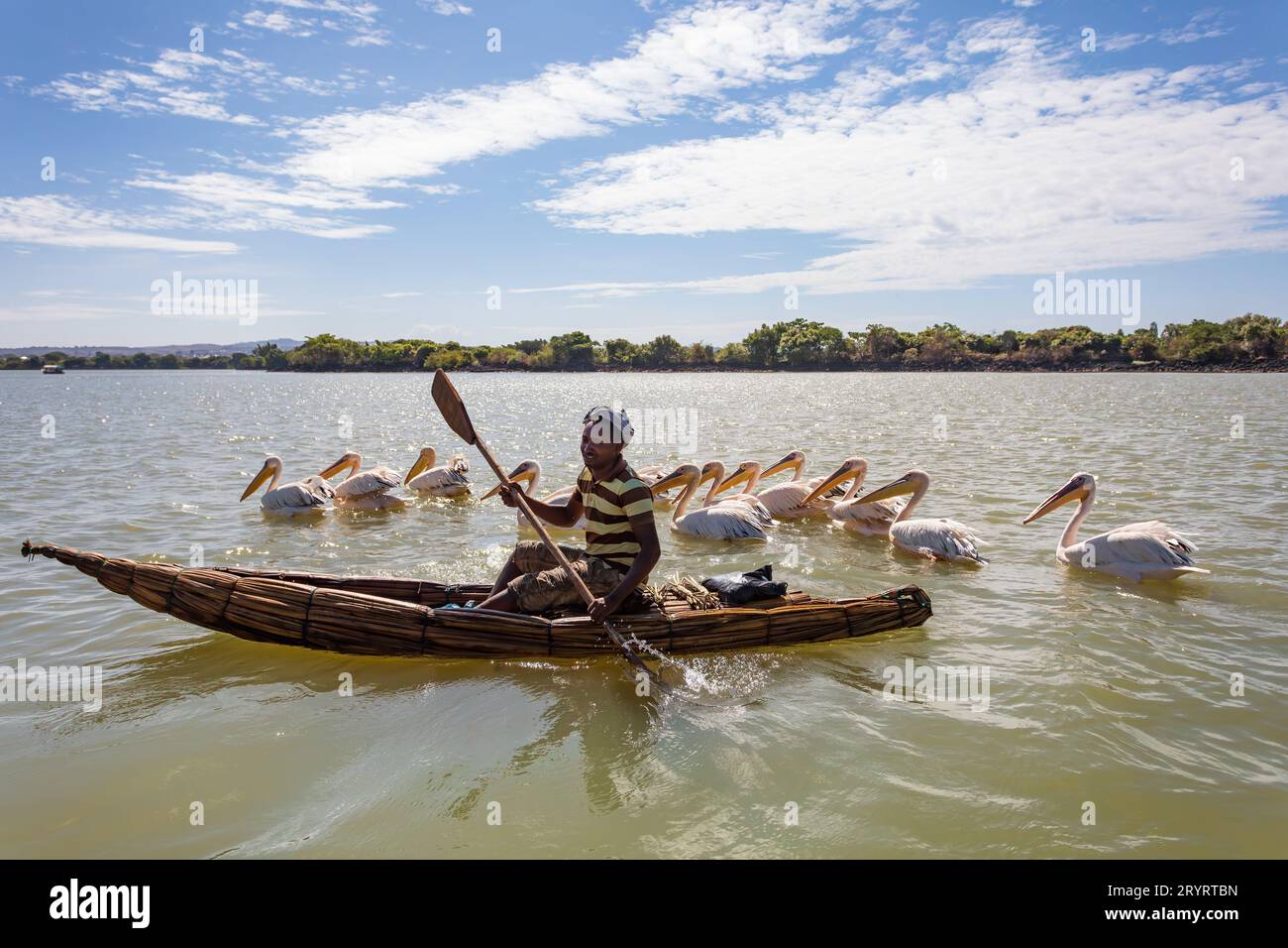 Man on a traditional and primitive bamboo boat feeding pelicans on Lake Tana Stock Photo