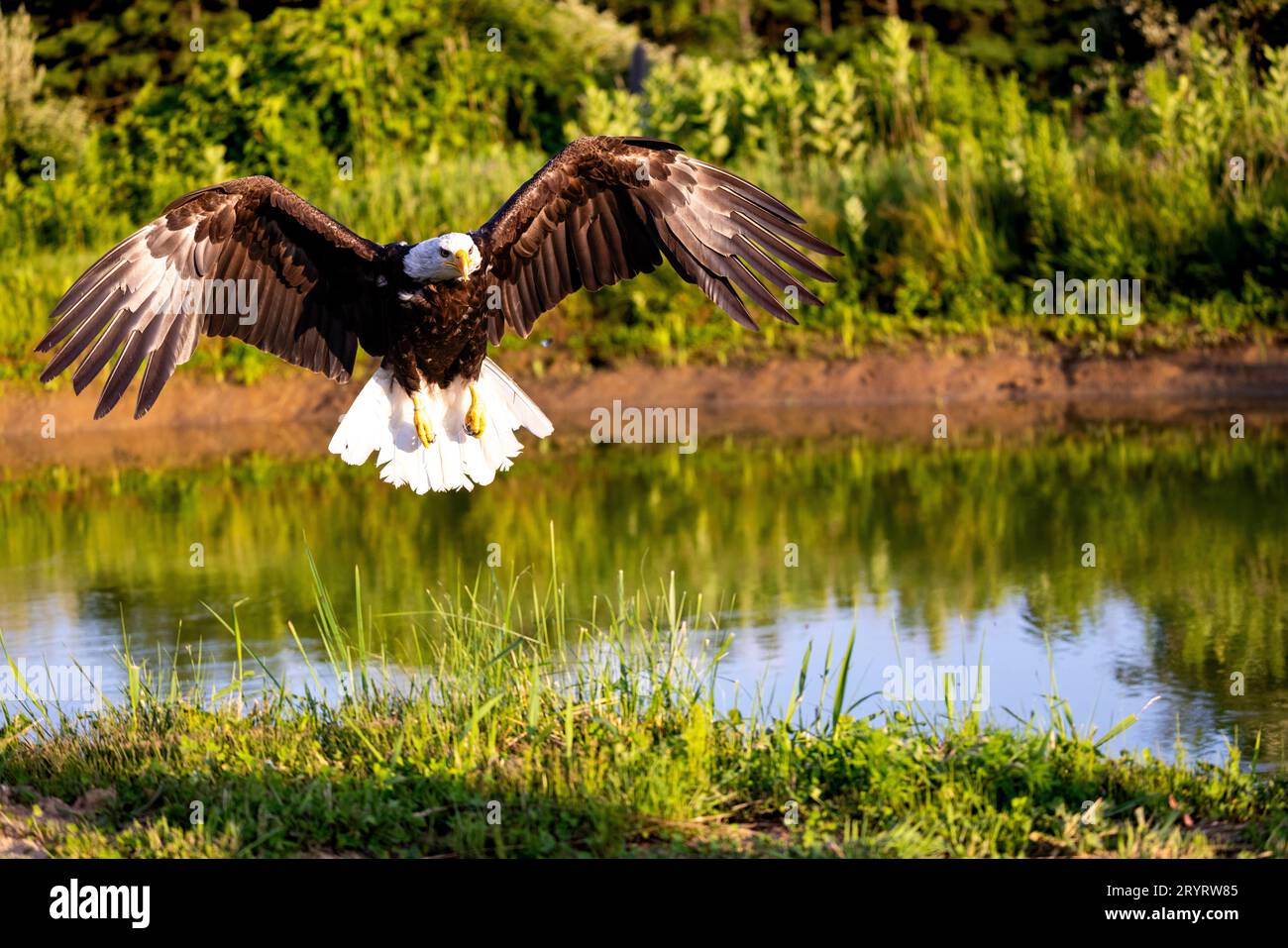 An American Bald Eagle soaring gracefully over a tranquil lake with its