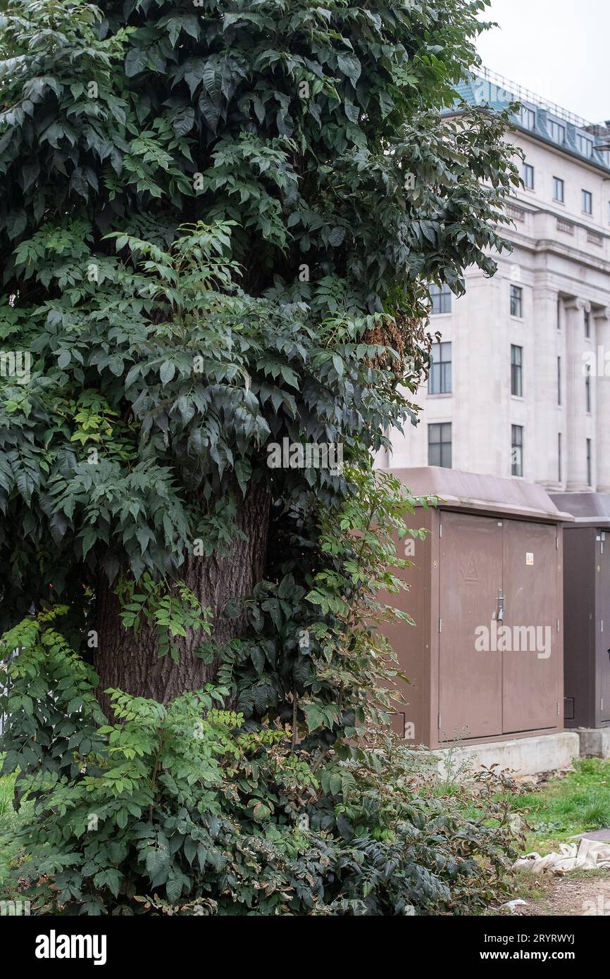 Euston, London, UK. 28th September, 2023. Nature fights back as leaves