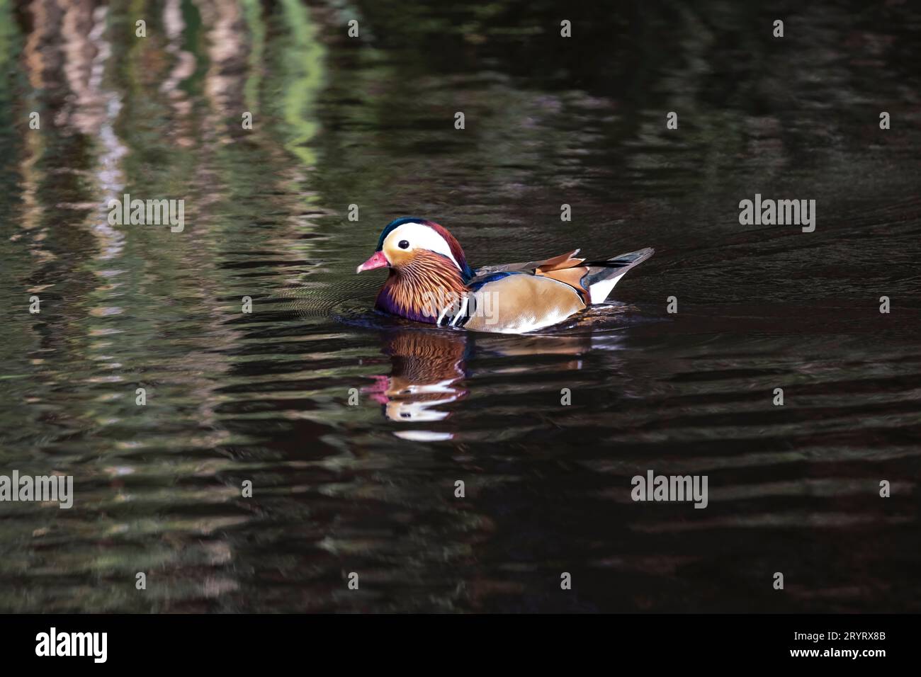 Mandarin duck aix galericulata swimming on a lake hi-res stock ...