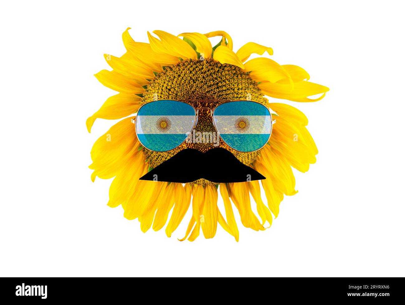 Sunflower with a mustache and glasses in the form of the Argentina flag