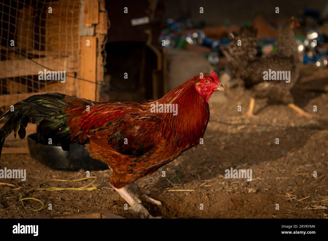 Hen at poultry farm early morning. Stock Photo