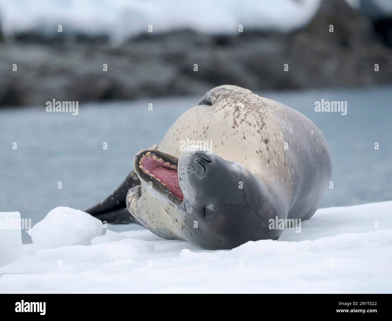 Leopard seal teeth hi-res stock photography and images - Alamy