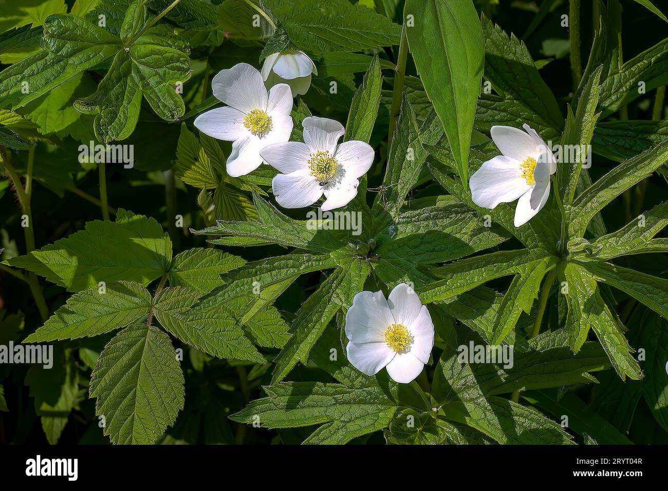 Canada anemone (Anemonastrum canadense - Anemone canadensis) Stock Photo