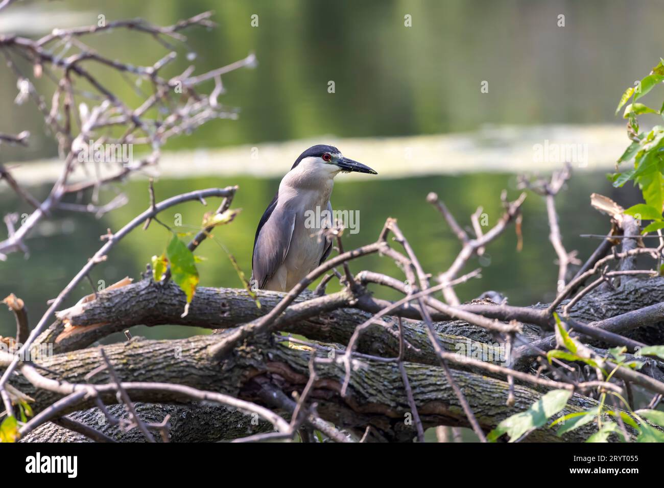 The black-crowned night heron (Nycticorax nycticorax) Stock Photo