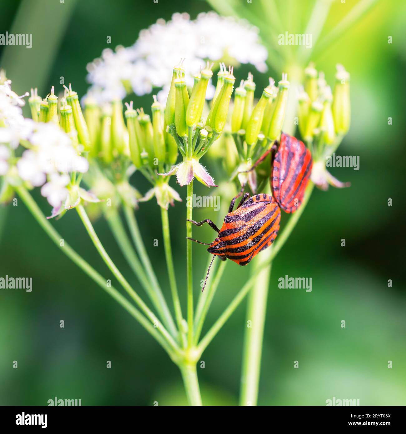 Firebug, Pyrrhocoris apterus, is a common insect of the family Pyrrhocoridae - macro details Stock Photo