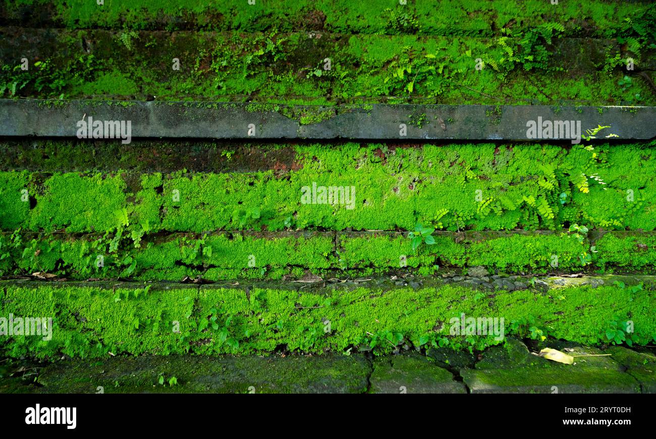 Tropical rainforest tree moss hi-res stock photography and images - Alamy