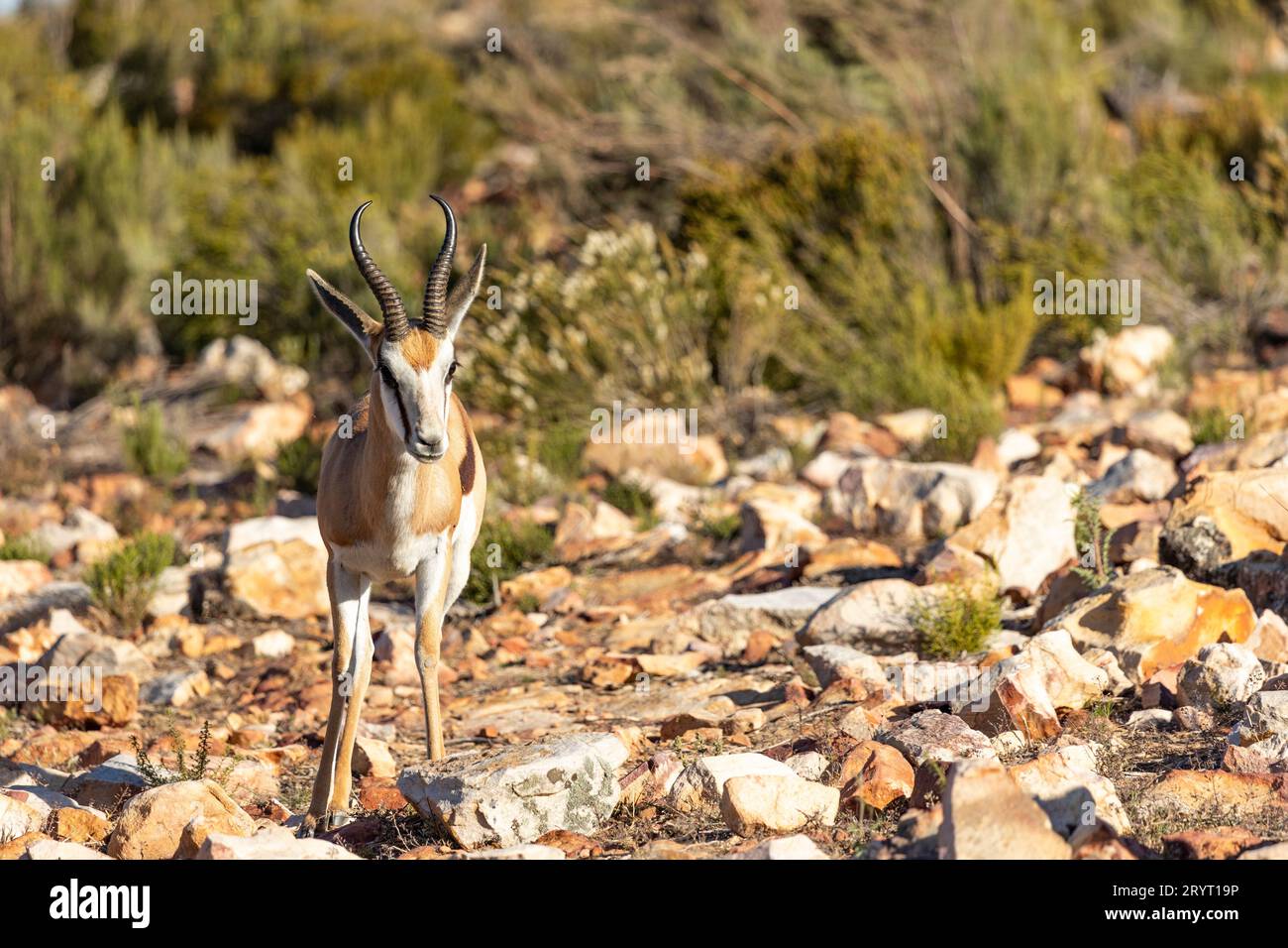 Vigilant gazelle hi-res stock photography and images - Alamy