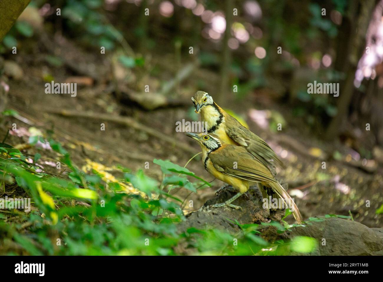 Native american bird singer hi-res stock photography and images - Alamy