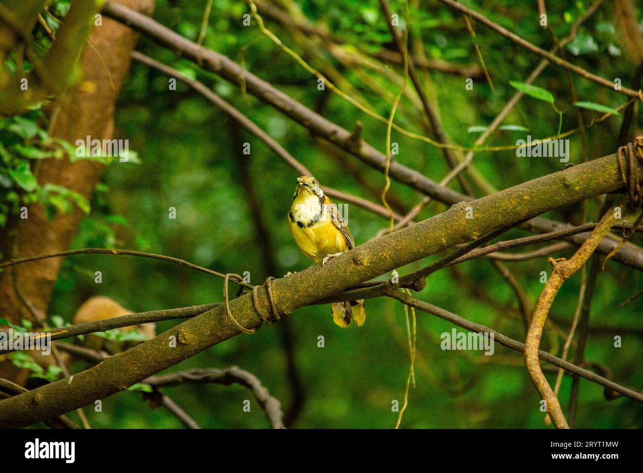 Native american bird singer hi-res stock photography and images - Alamy