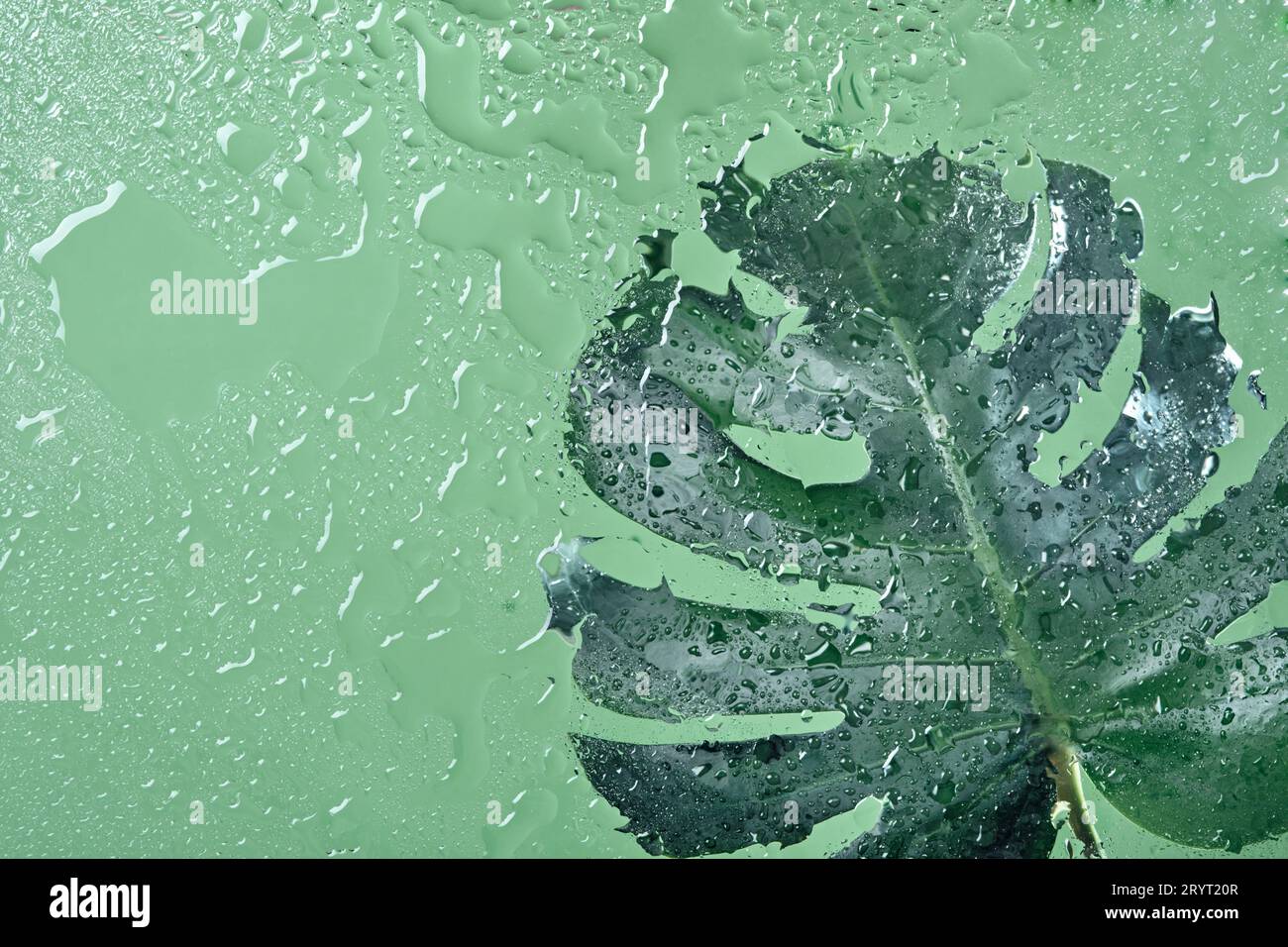 Water drops on leaf of Monstera deliciosa, Swiss cheese plant Stock Photo -  Alamy