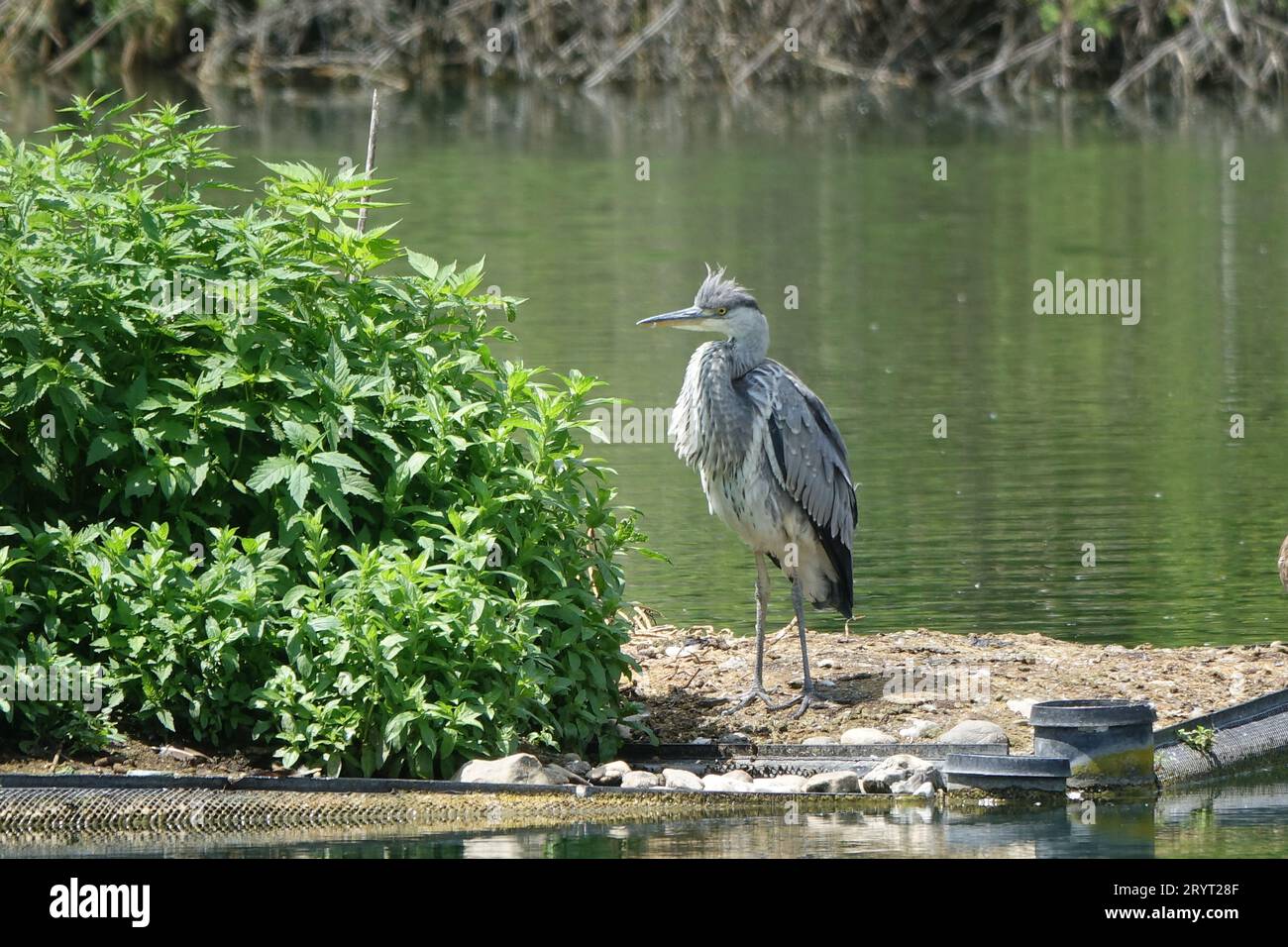 Ardea cinerea, grey heron Stock Photo