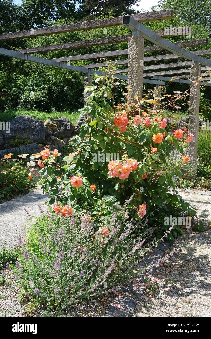 Rosa Westerland, shrub rose Stock Photo