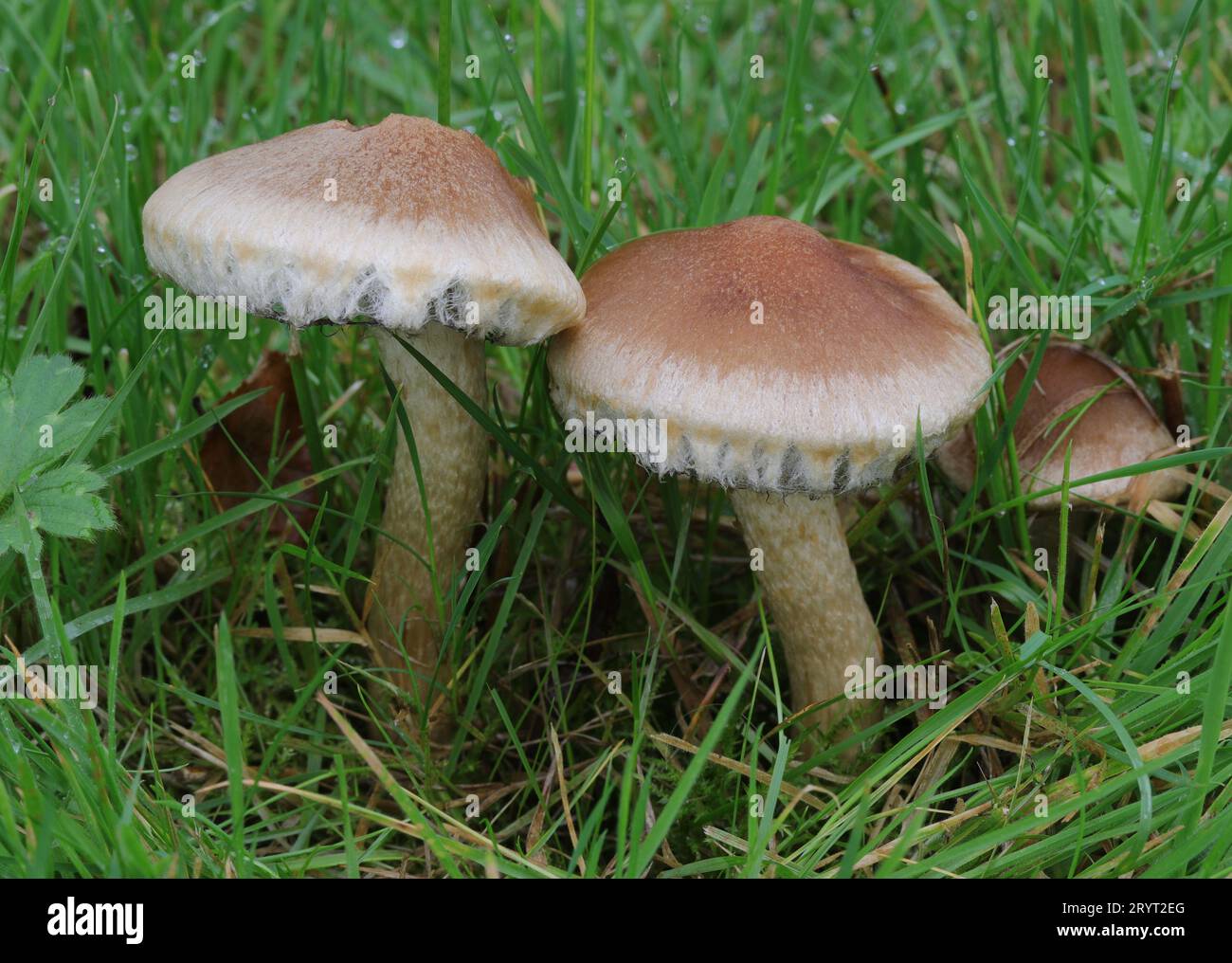Lacrymaria lacrymabunda - Weeping Widow Mushroom Stock Photo