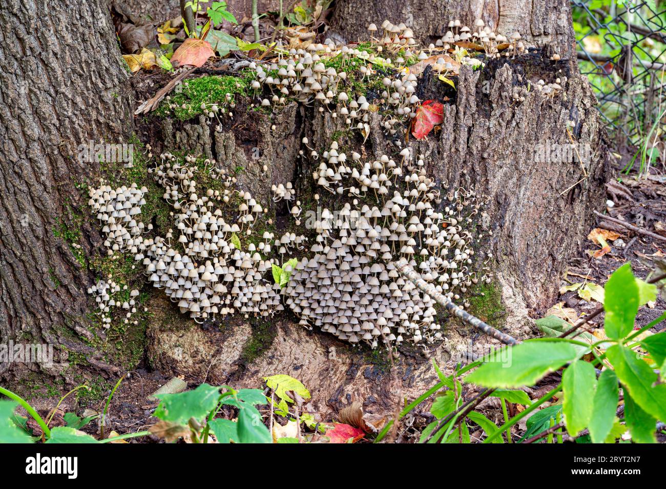 Small mushrooms living together on old tree stump Stock Photo - Alamy