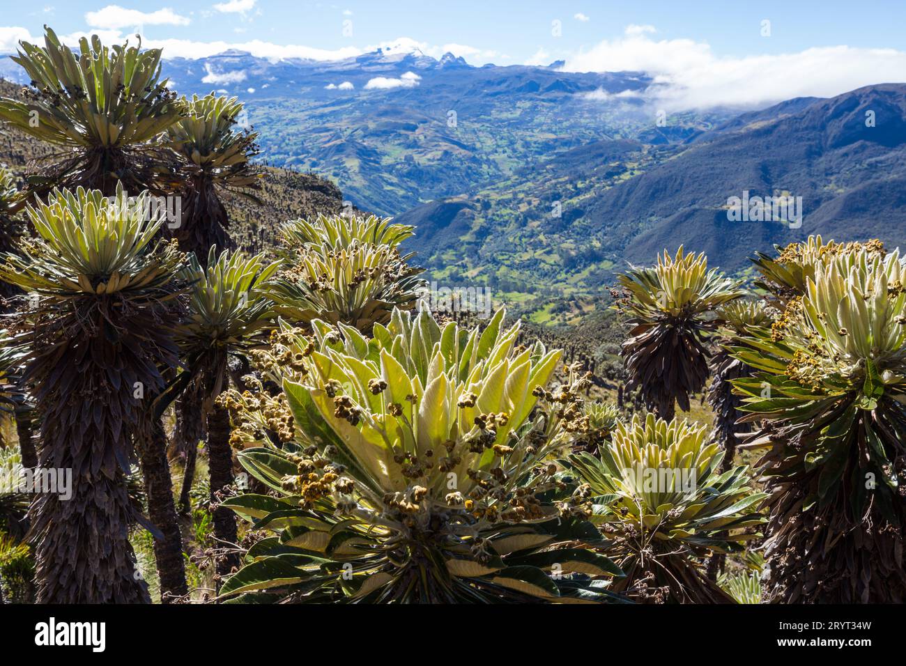 Beauty of colombia hi-res stock photography and images - Alamy