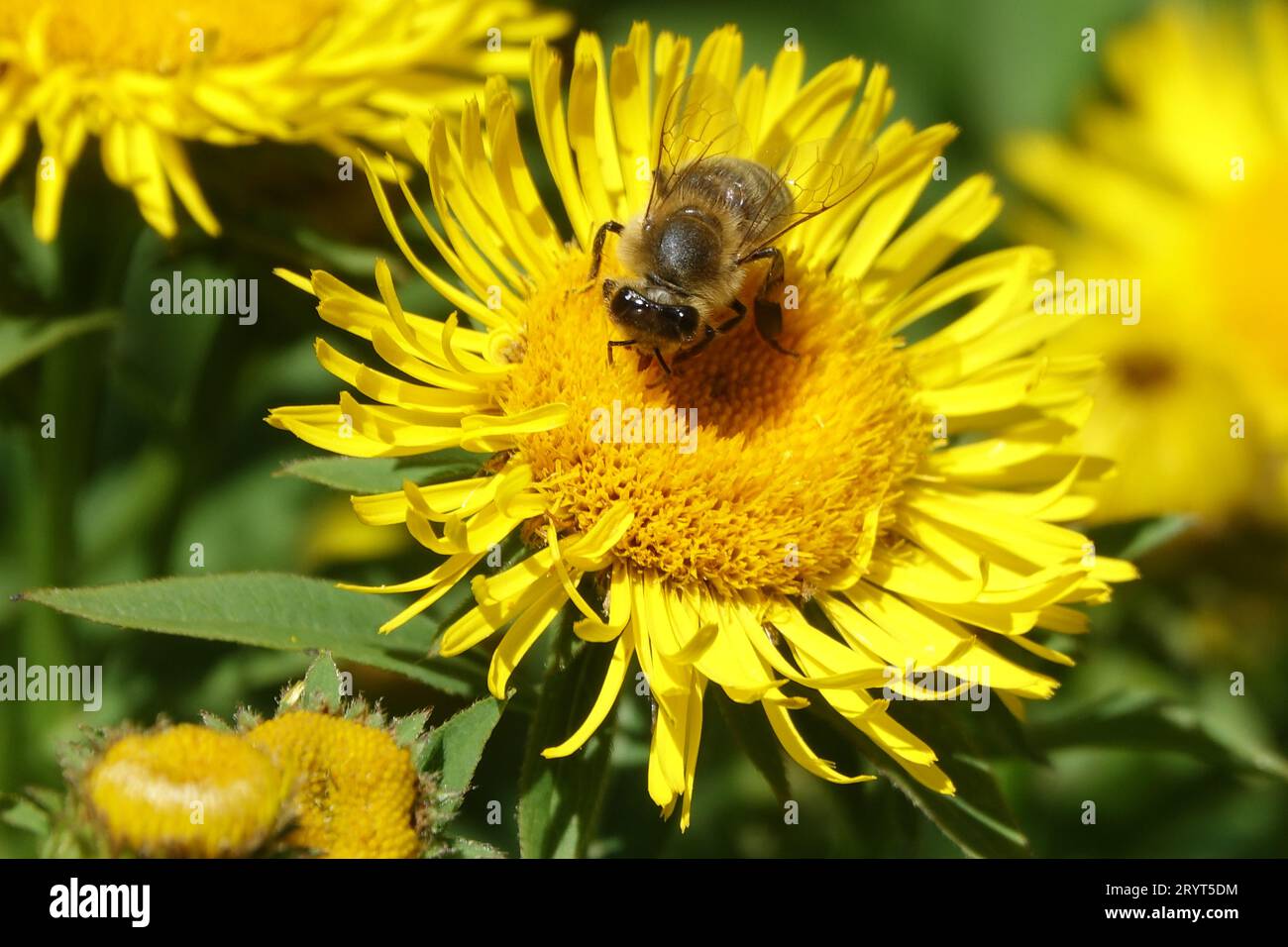 Inula salicina, willowleaved fleabane, bee Stock Photo