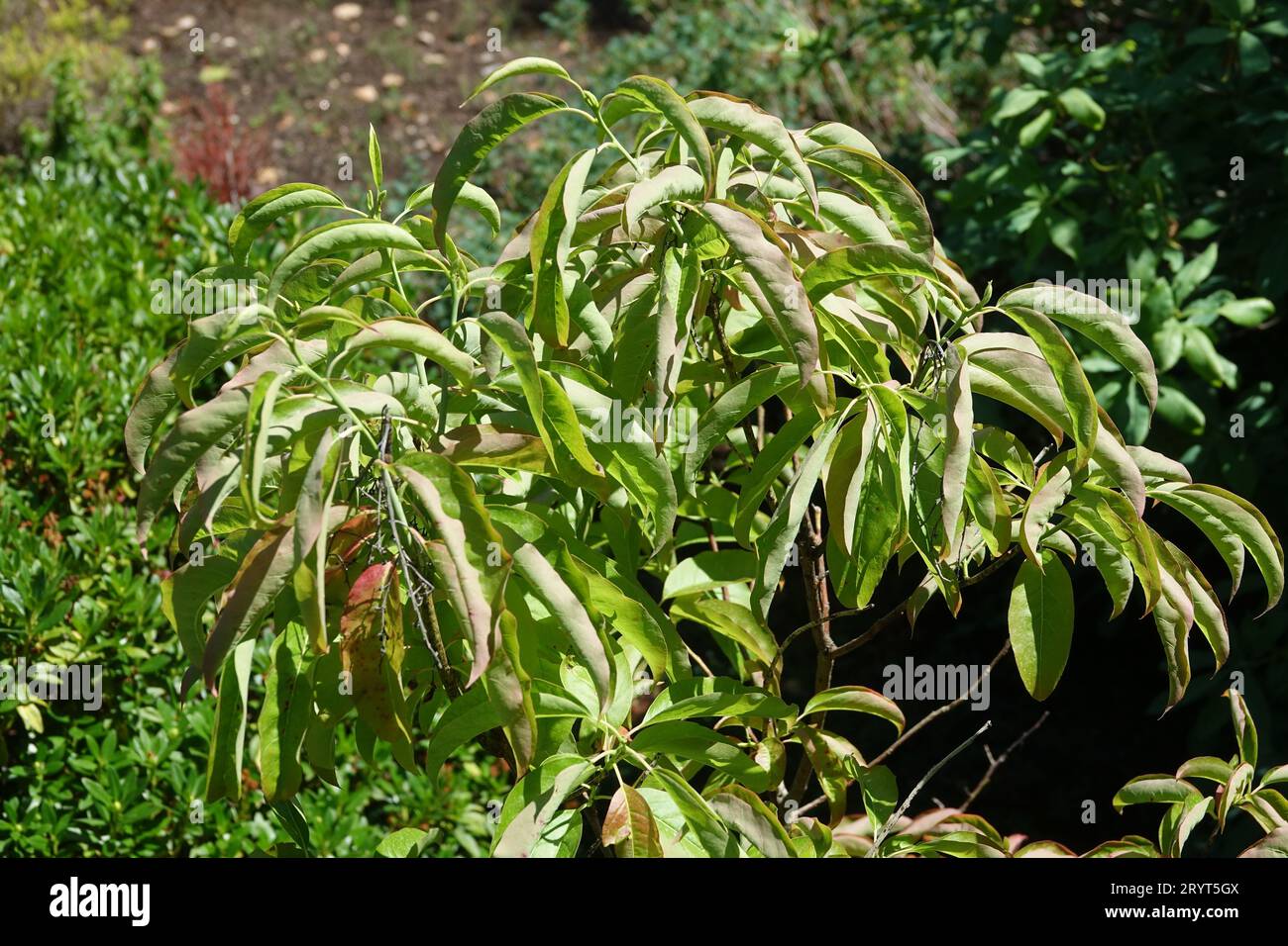 Oxydendrum arboreum, Sourwood Stock Photo