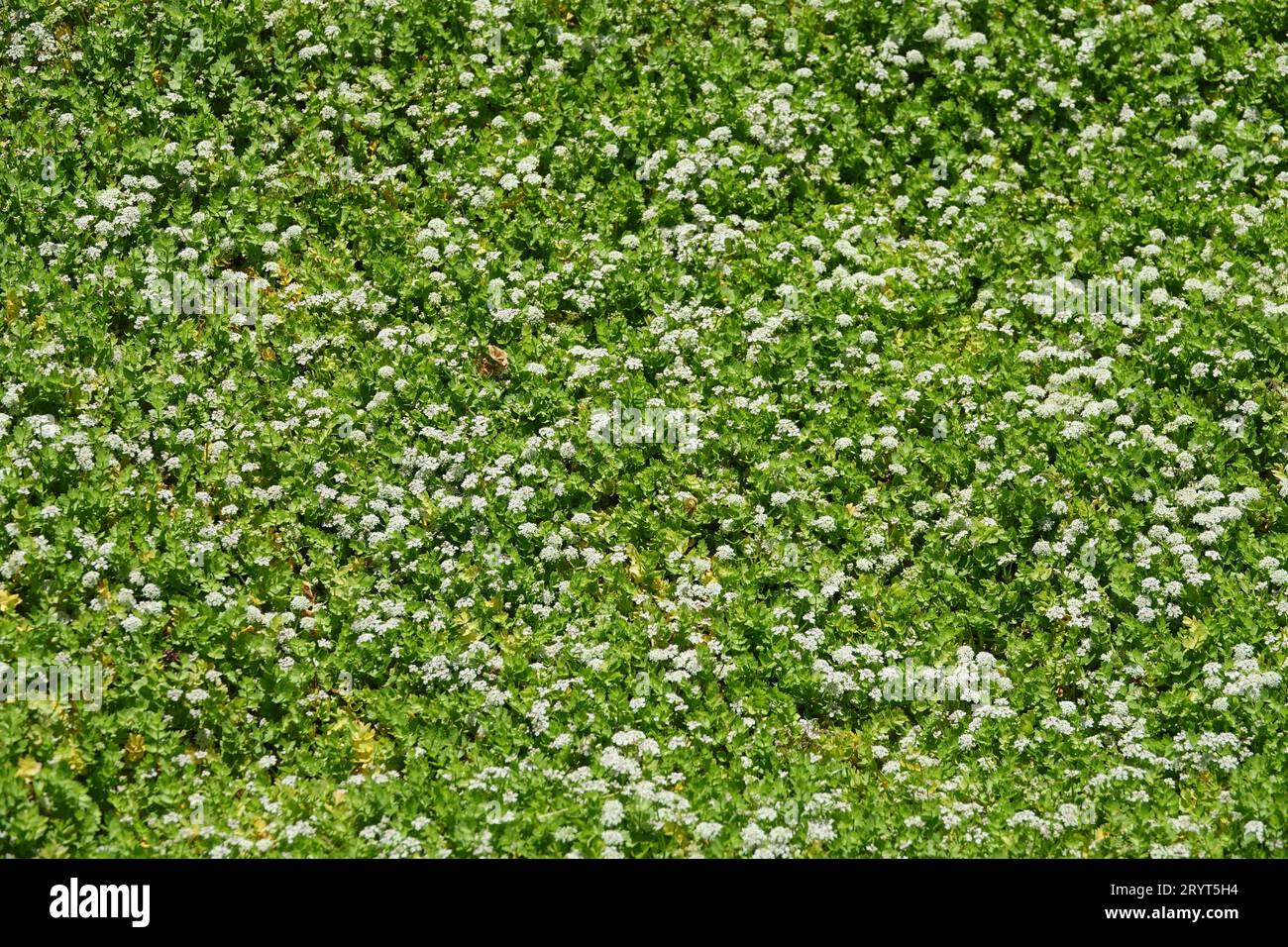 Apium repens, creeping marshwort Stock Photo